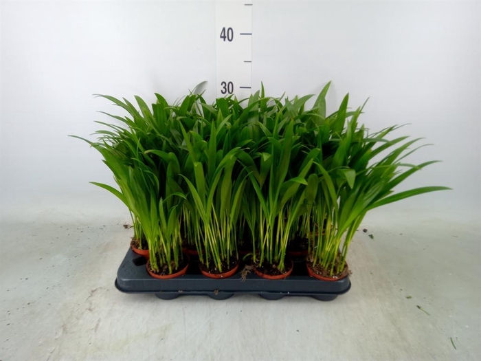 <h4>Dypsis lutescens   ...Chrysalidoca</h4>