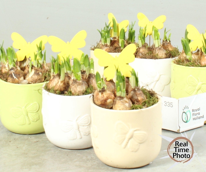 <h4>ARR NARCISSUS</h4>