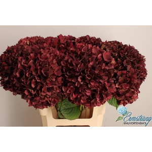 HYDR M MAG RUBYRD CL