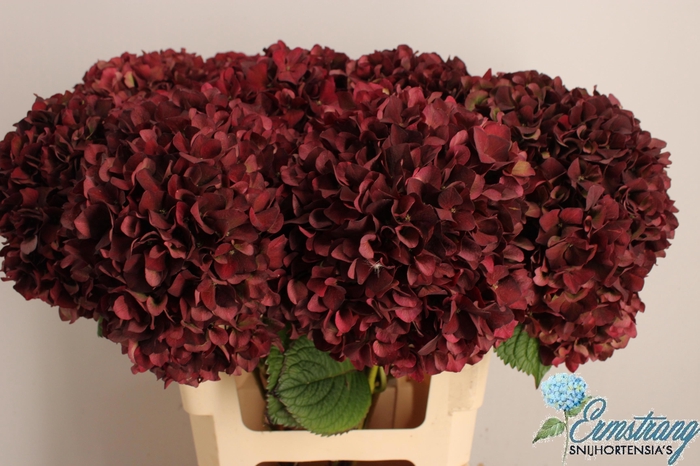 <h4>HYDR M MAG RUBYRD CL</h4>