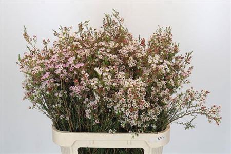 <h4>Chame Maya White</h4>