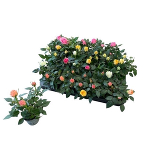 MINI ROSA KORDANA MIX P6