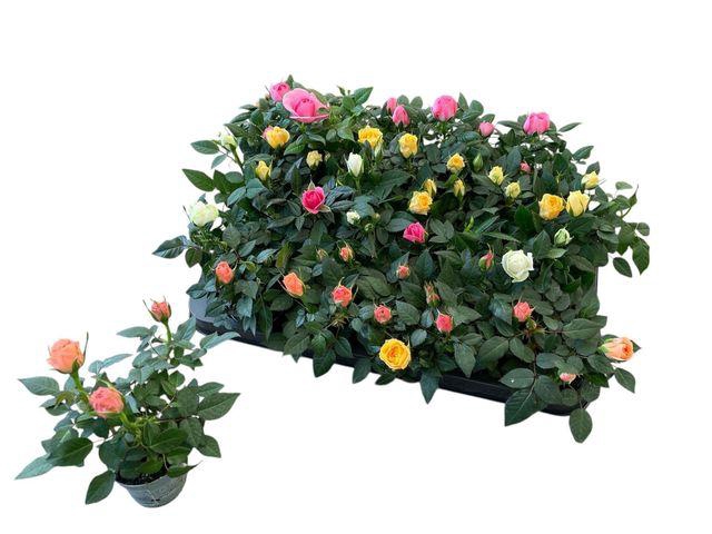 <h4>MINI ROSA KORDANA MIX P6</h4>