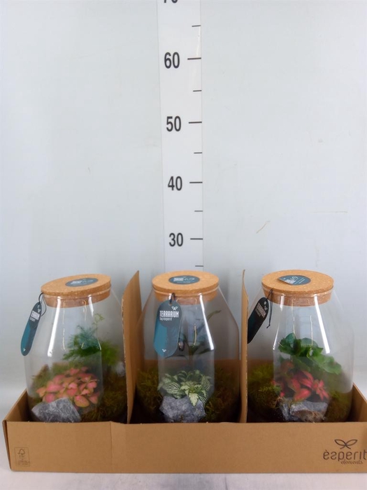 <h4>Arr.    Planten  H%</h4>