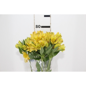ALSTROEMERIA CARIBBEAN 080 CM