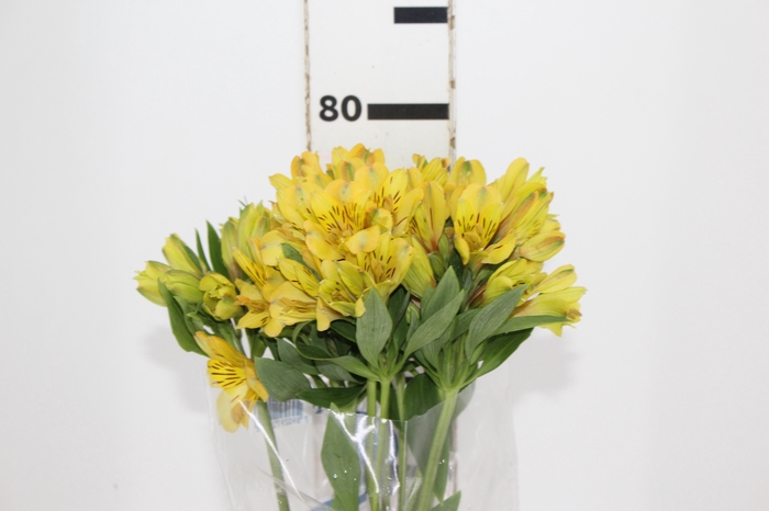 <h4>ALSTROEMERIA CARIBBEAN 080 CM</h4>