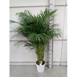 Dypsis lutescens   ...Chrysalidoca
