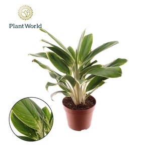 Aglaonema White Lime (Decorum)