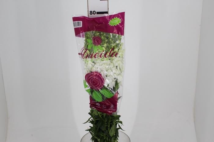 <h4>BOCA DE L. P WHITE EARLY 080 CM</h4>