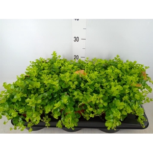 Peperomia rotundifolia