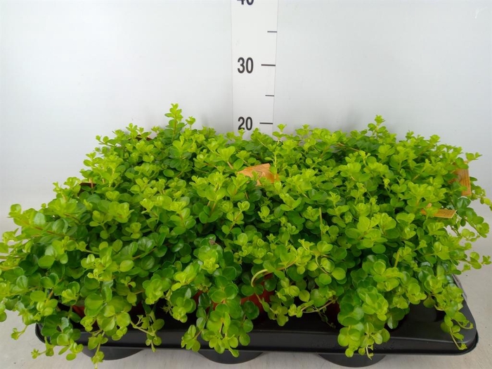 <h4>Peperomia rotundifolia</h4>