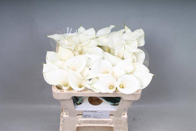 <h4>ZANT WHITE ART</h4>