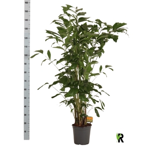 CARYOTA MITIS
