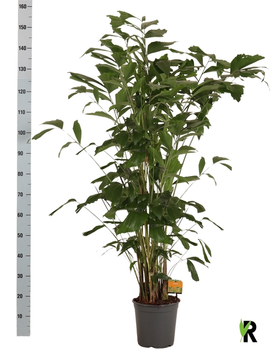 <h4>CARYOTA MITIS</h4>