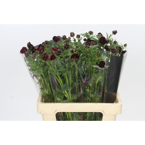Ranunculus Magical Chocolate