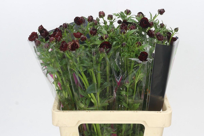 <h4>Ranunculus Magical Chocolate</h4>