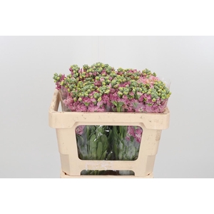 Matthiola Incana Overig Pink