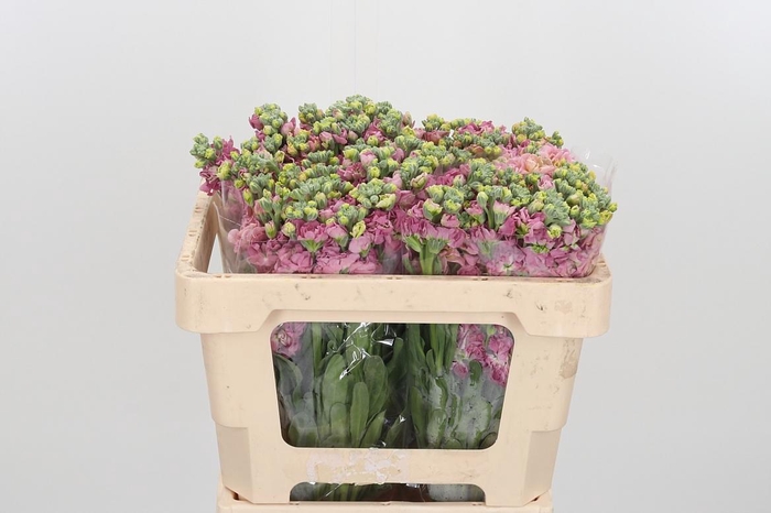 <h4>Matthiola Incana Overig Pink</h4>