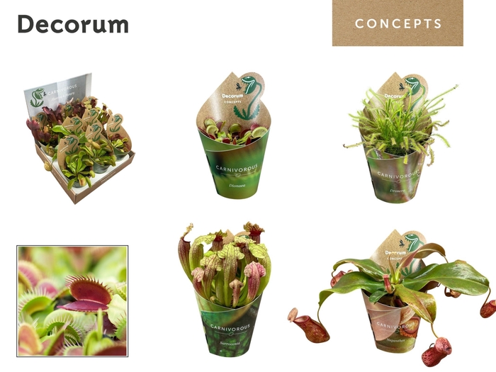 <h4>Vleesetende planten mix 8,5 cm in display (Decorum Concepts)</h4>