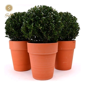 Ilex crenata 'Jenny'® Ball Ø20cm P17 in Ceramic Terracotta