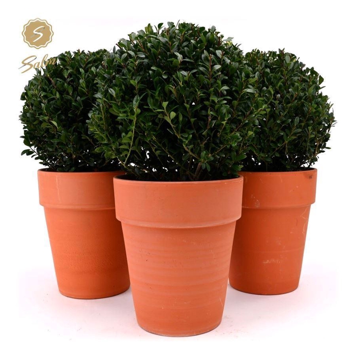<h4>Ilex crenata 'Jenny'® Ball Ø20cm P17 in Ceramic Terracotta</h4>