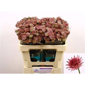 Astrantia Roma Dark Pink