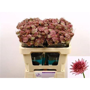 Astrantia Roma Dark Pink