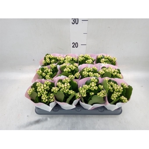 Kalanchoe  'MoreFlow Lillian'