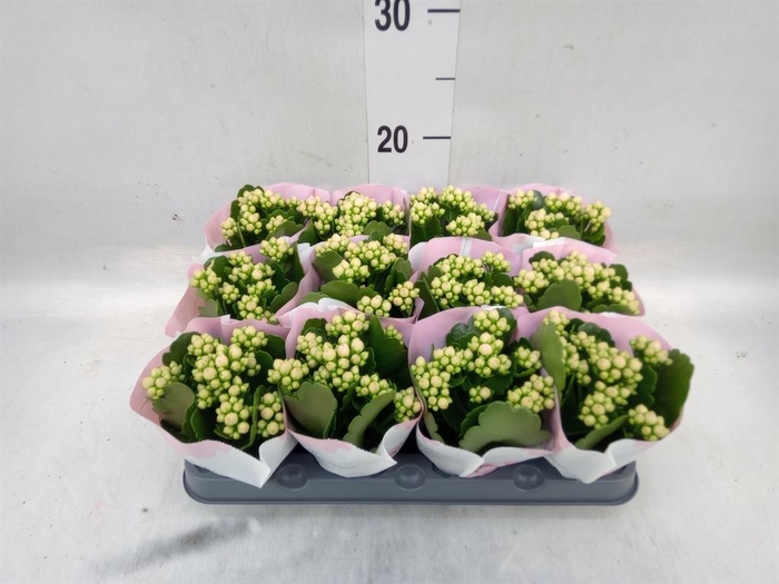 <h4>Kalanchoe  'MoreFlow Lillian'</h4>