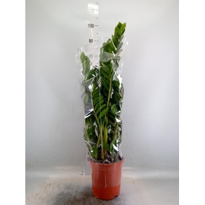 Zamioculcas zamiifolia