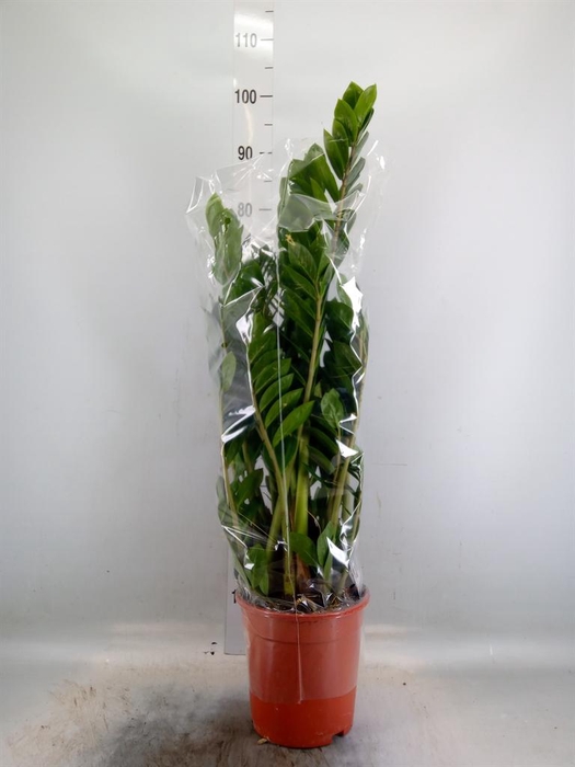 <h4>Zamioculcas zamiifolia</h4>