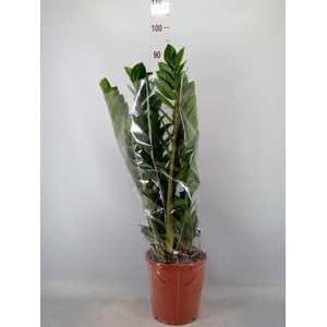Zamioculcas zamiifolia
