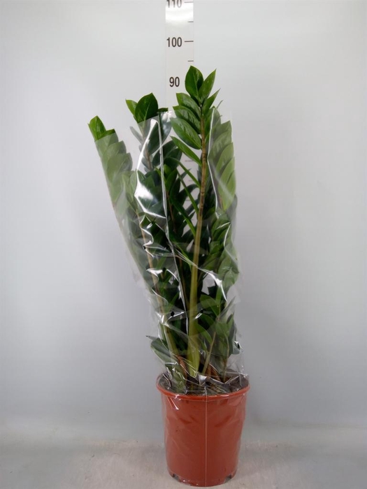 <h4>Zamioculcas zamiifolia</h4>