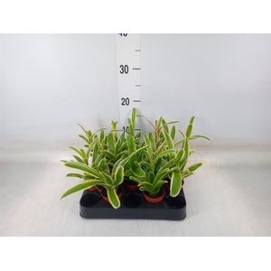 Nidularium  'Fire Ball Striped'