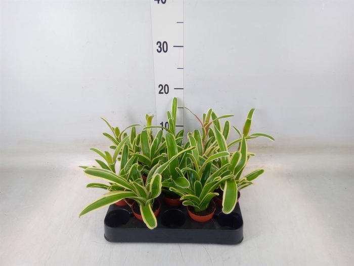 <h4>Nidularium  'Fire Ball Striped'</h4>