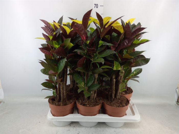 <h4>Codiaeum var. KL 'Mrs Iceton'</h4>