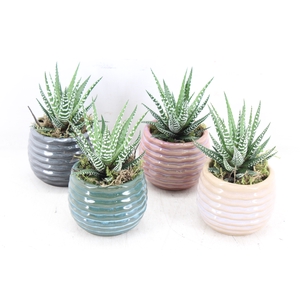 arr3 SN - Ker. ribbel pot kl. x12