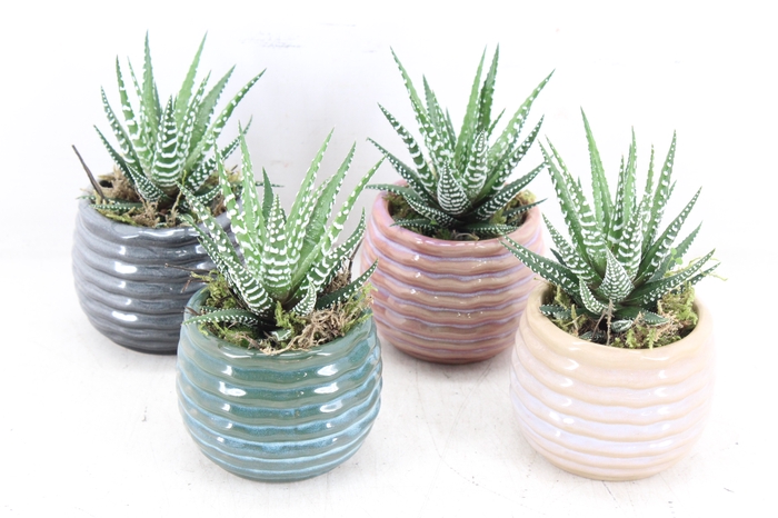 <h4>arr3 SN - Ker. ribbel pot kl. x12</h4>