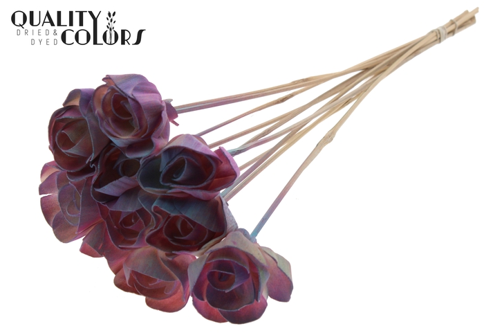 Shola Dear Holly 6cm on stem Gradient Pink