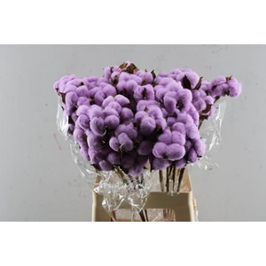 Droog Katoen Purple