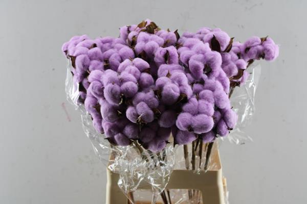 <h4>Droog Katoen Purple</h4>