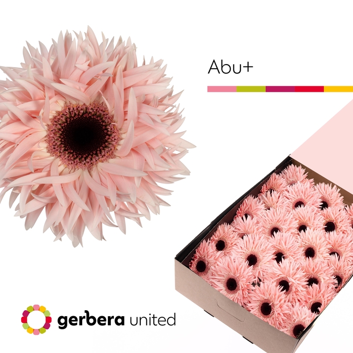<h4>Gerbera Spider Abu Doos</h4>