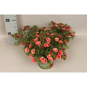Calibrachoa Double Orange red