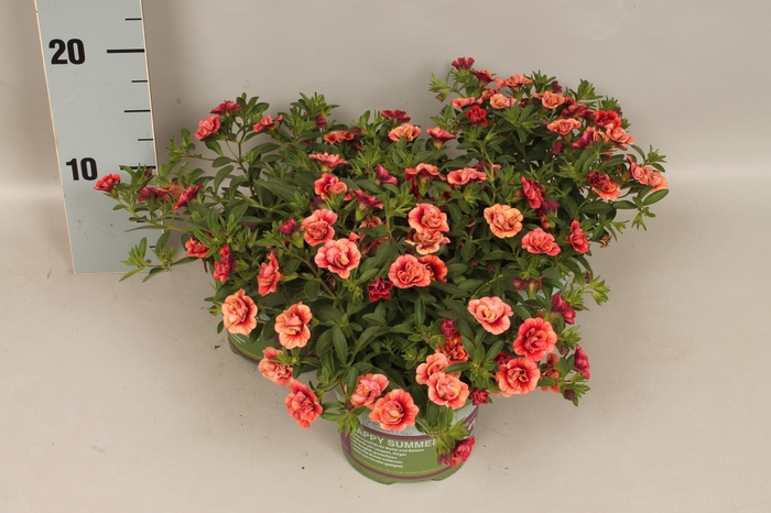 <h4>Calibrachoa Double Orange red</h4>