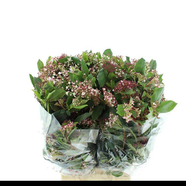 <h4>VIBURNUM TINUS BOS</h4>