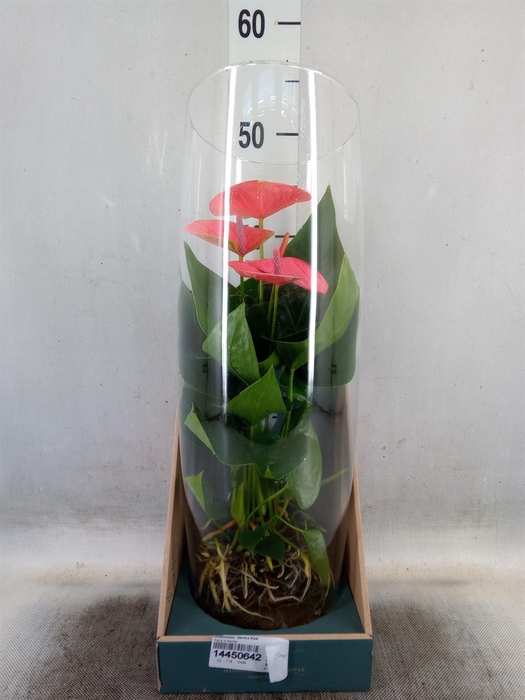 <h4>Anthurium  'Karma Pink'</h4>