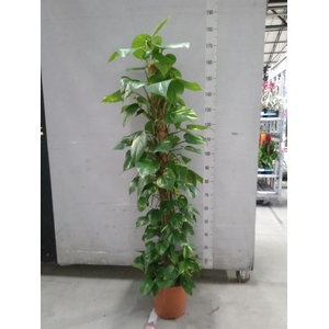 Epipremnum pinn.   ...moss stick