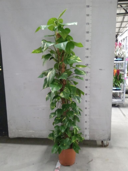 <h4>Epipremnum pinn.   ...moss stick</h4>