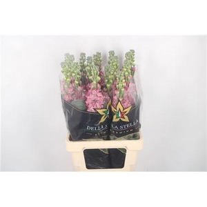 Matth Iron * Premium* Vintige Pink