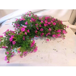 CALIB CARIL ROSE